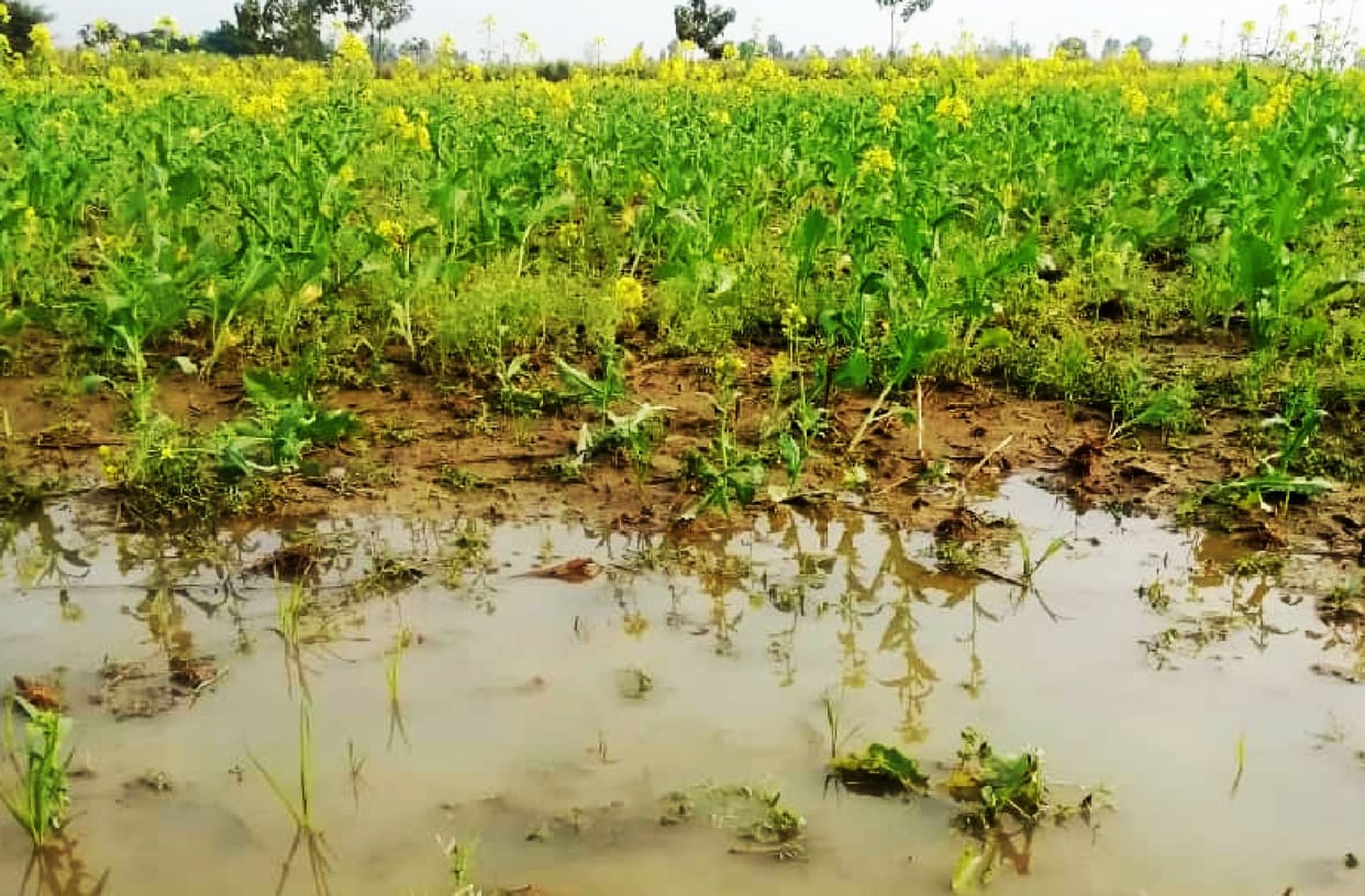 Drizzle continued for the third day from night to morning, mercury dropped by one degree