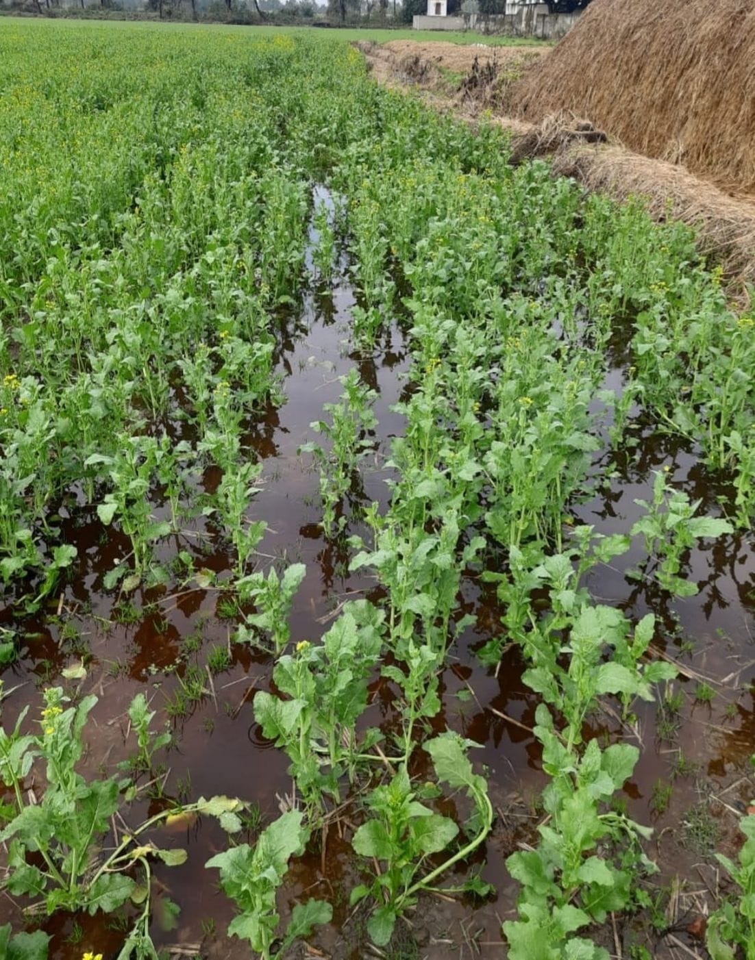 Crop got harm.