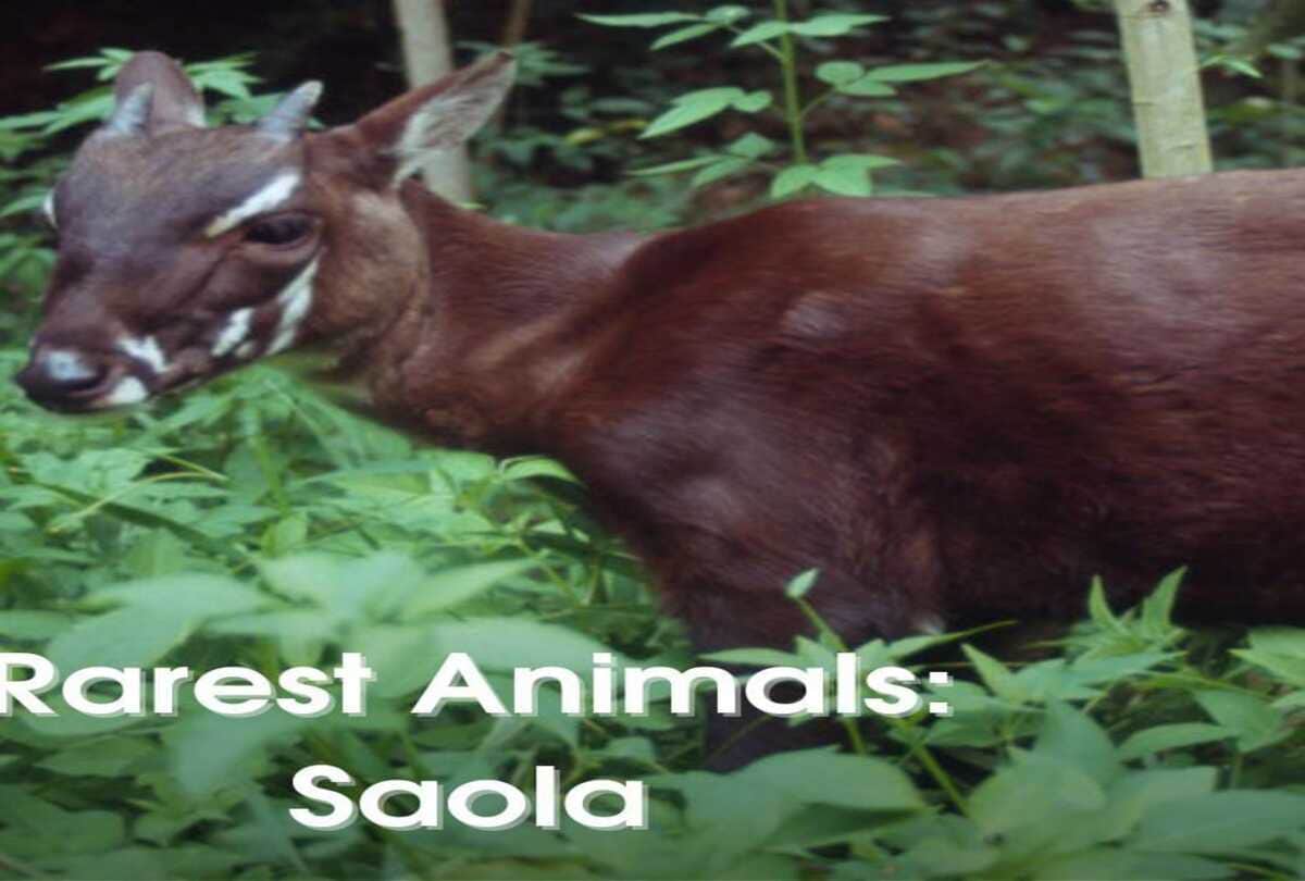 The species asian Unicron scientist are looking for to save this animal rarest in whole world