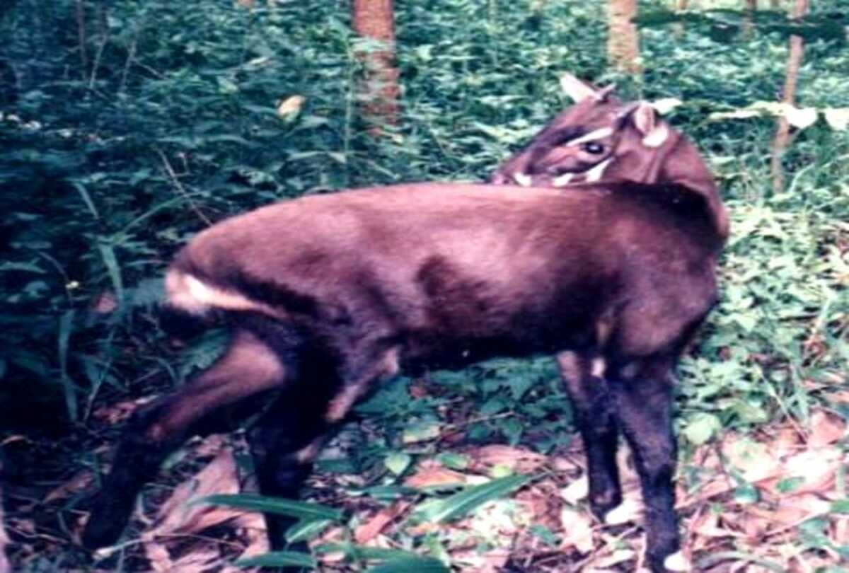 The species asian Unicron scientist are looking for to save this animal rarest in whole world