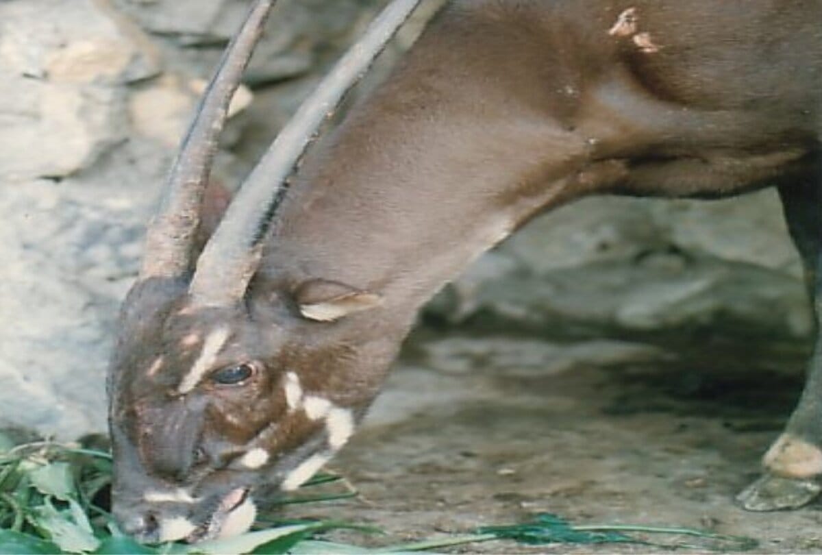 The species asian Unicron scientist are looking for to save this animal rarest in whole world