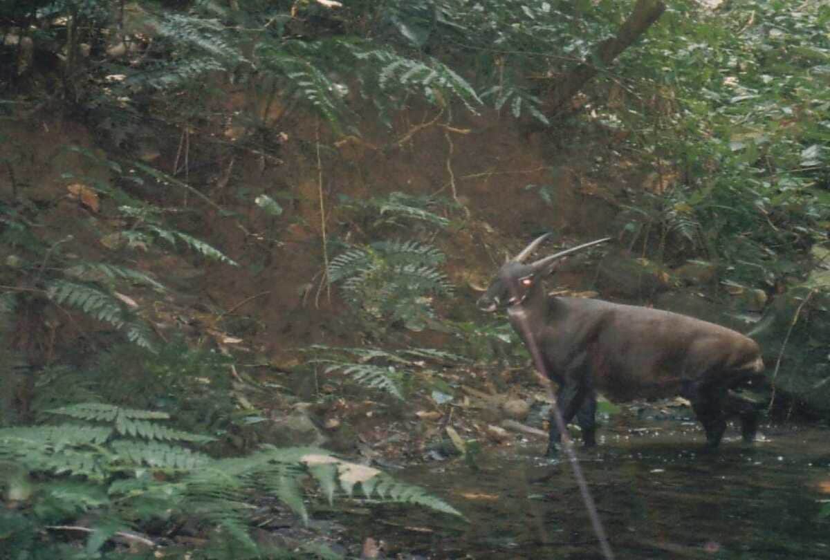 The species asian Unicron scientist are looking for to save this animal rarest in whole world