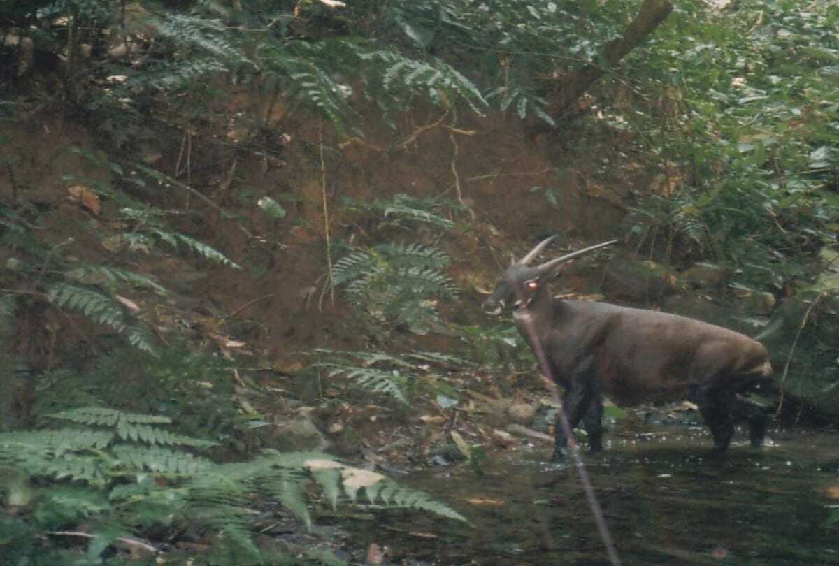 The species asian Unicron scientist are looking for to save this animal rarest in whole world