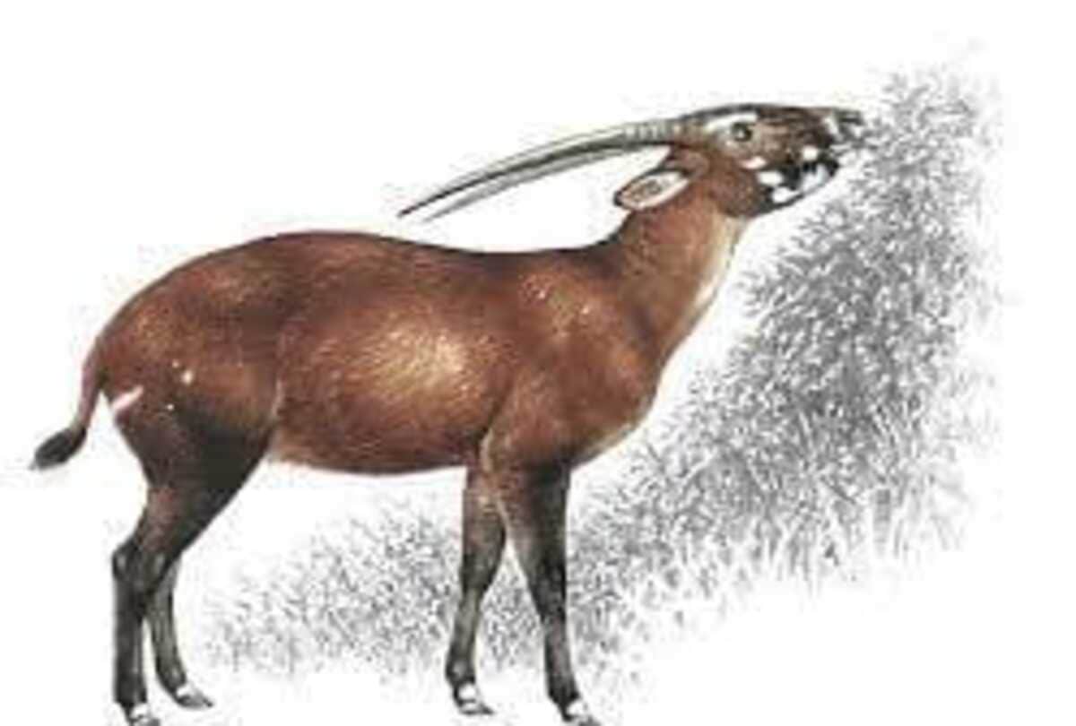 The species asian Unicron scientist are looking for to save this animal rarest in whole world