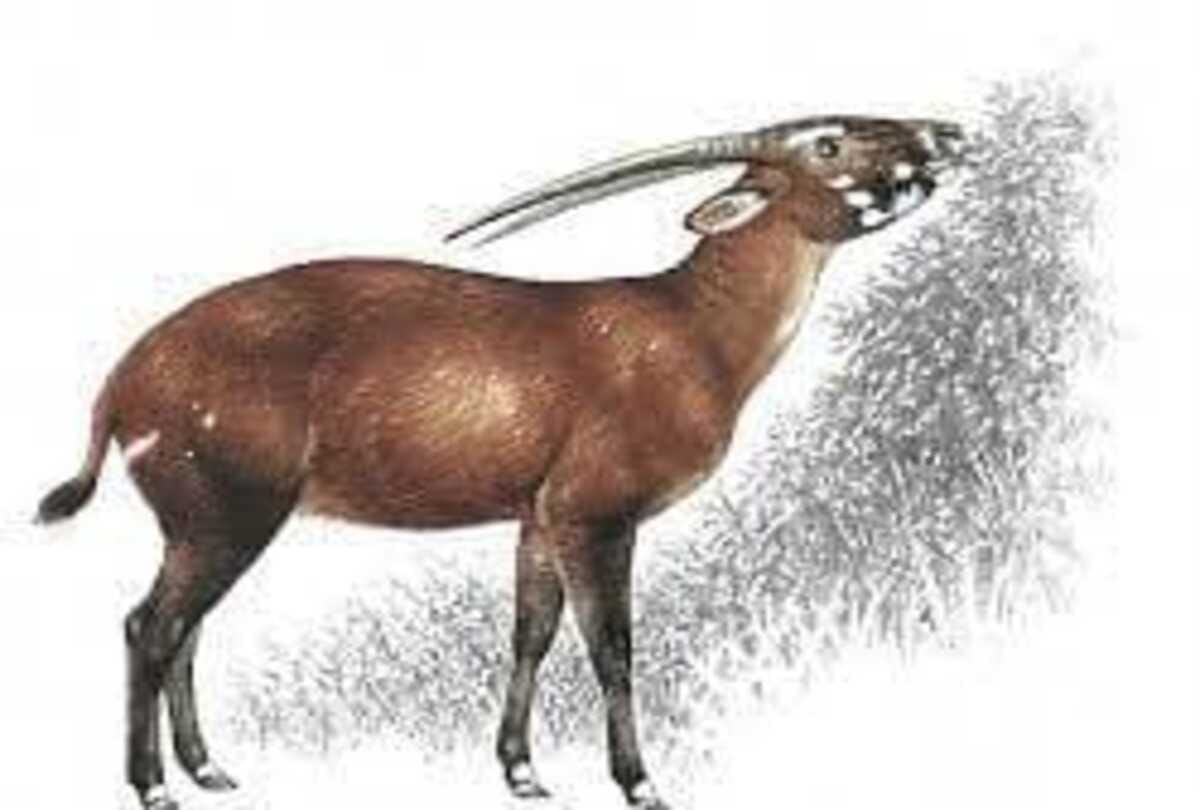 The species asian Unicron scientist are looking for to save this animal rarest in whole world