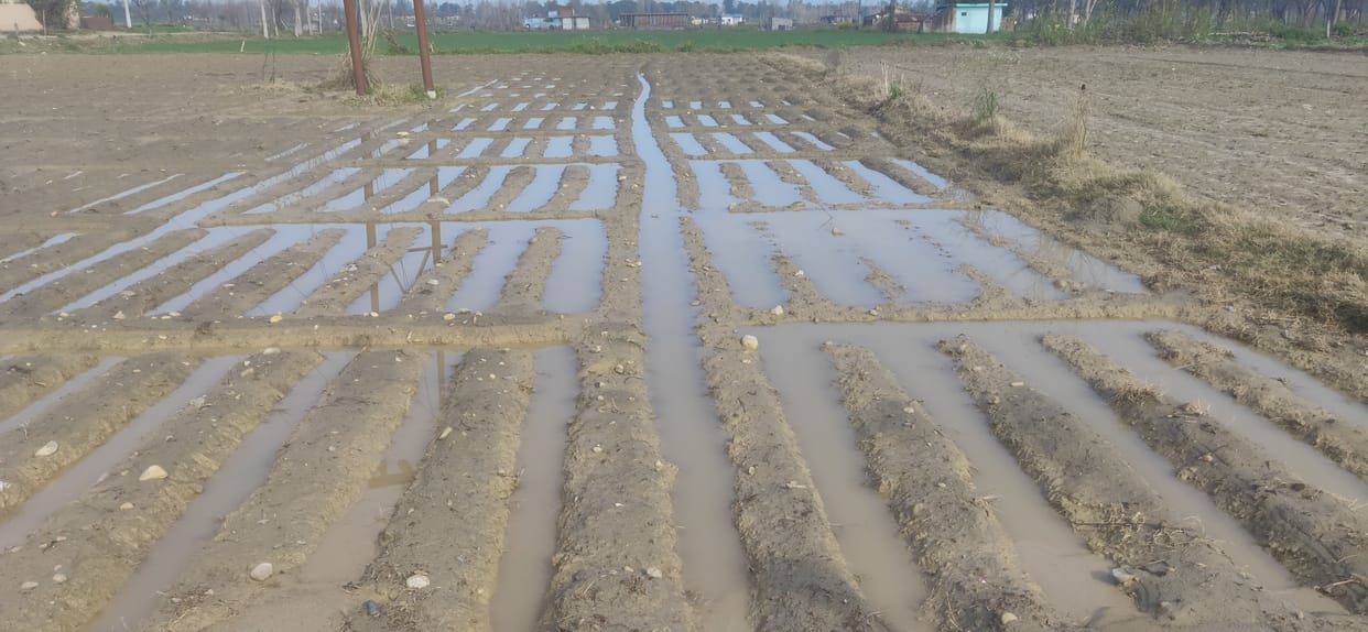 Weather damage on potato crop, damage due to water logging