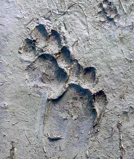 leopard foor print found