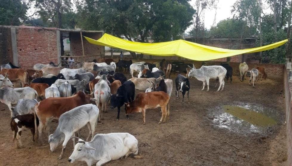 cows locked in house