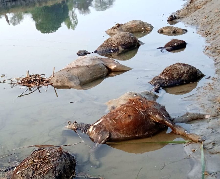 24 cattle deadbody found