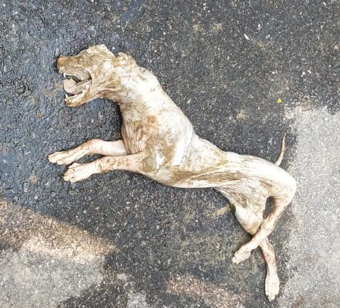 wild animal found dead
