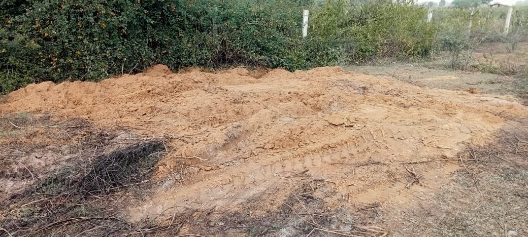 12 cows suffering from cold and hunger and died