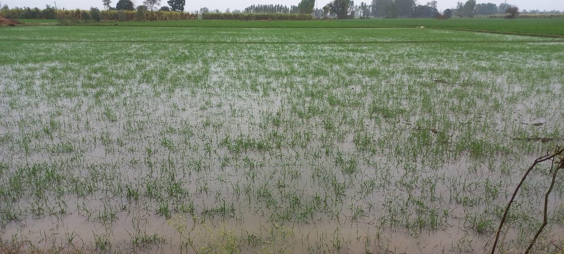 Rain threw water on hard work, farmers told the problem to the officials