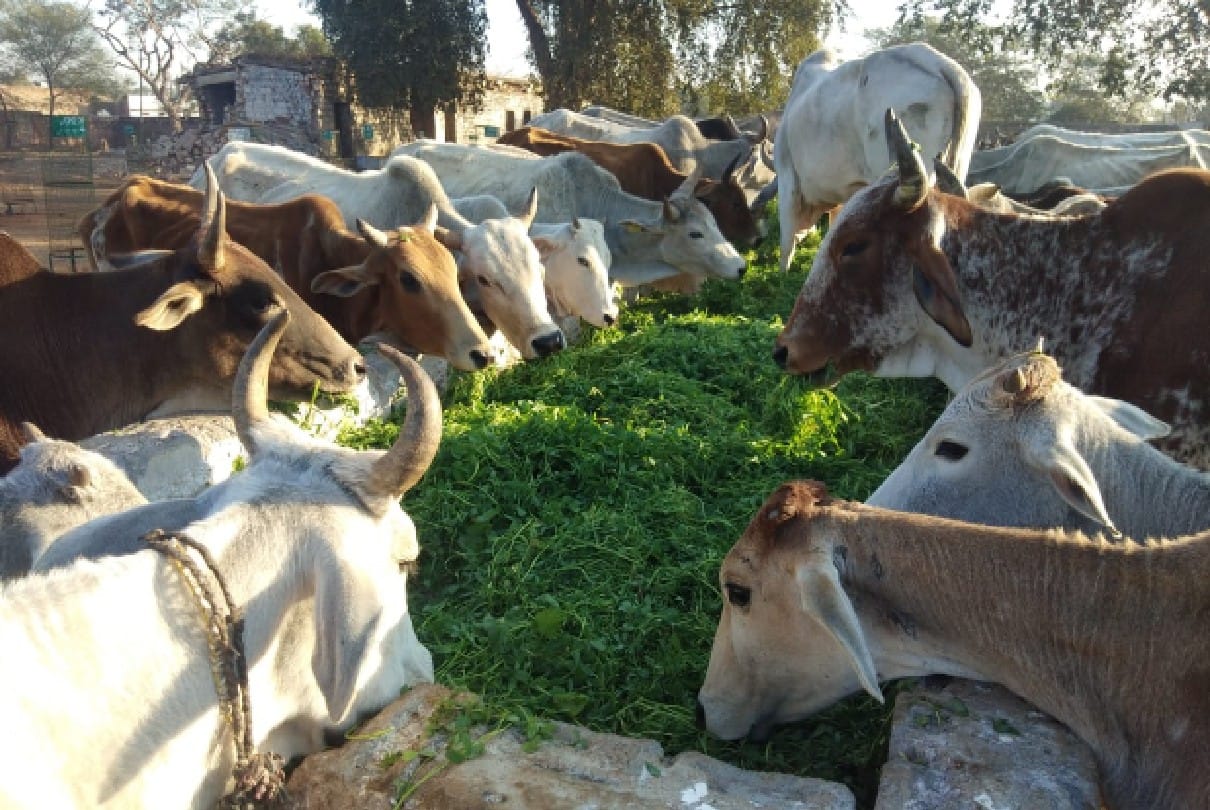 Prayagraj: Unruly Innova IAS officer who entered the cowshed turned out to be