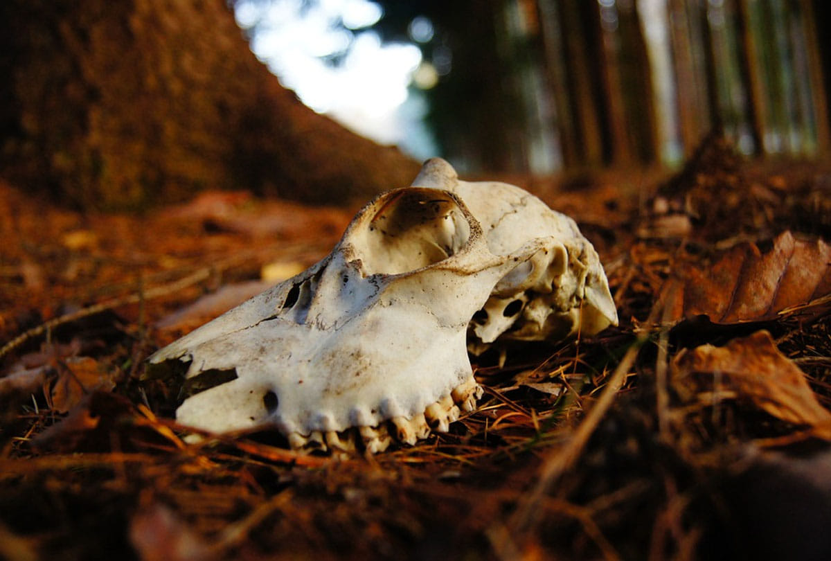 Thousands of years old bones found in excavation Scientists shocking disclosure