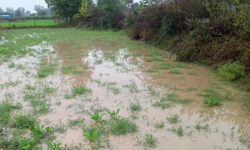 Heavy damage to crops in irrigated areas