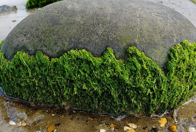 Research by Panjab University Professor Revealed that Biodiesel can be prepared through algae