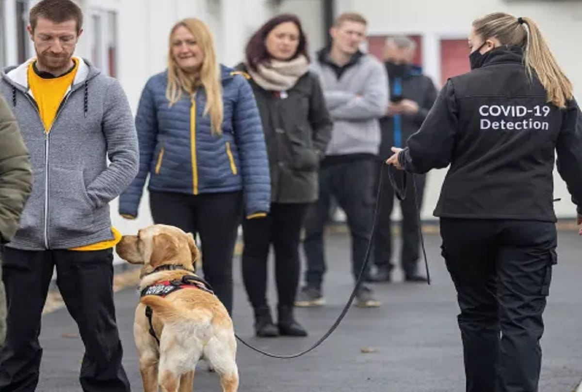 Sniffing dogs in America are telling whether you are positive or not? Identifying by special smell