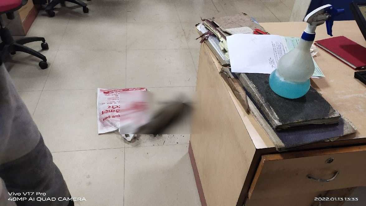 bank server problem in mirzapur  Dead cat thrown in office agitated cleaning workers demonstrated