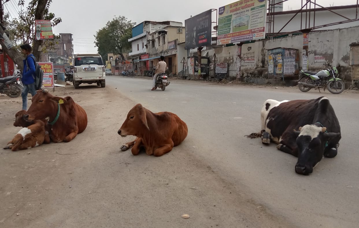 Officials are running a campaign to catch the free cows on paper
