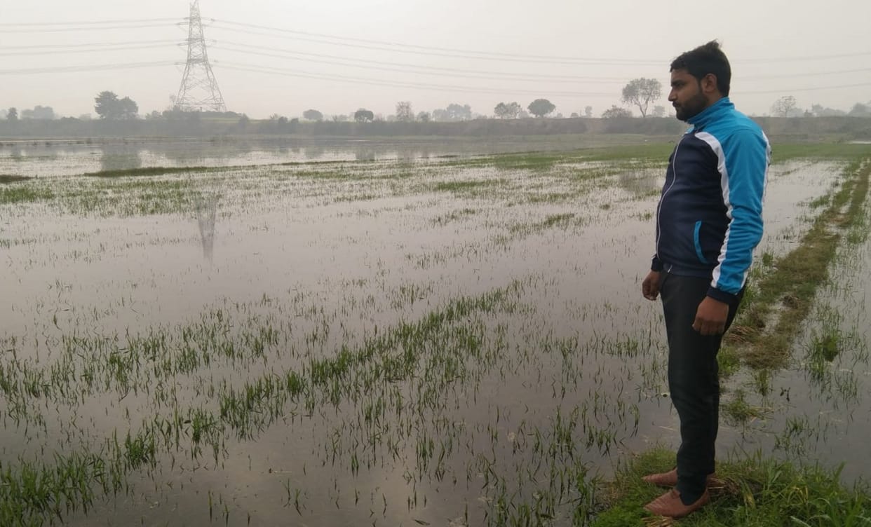 Water of Hindon river entered the fields, wheat crop damaged