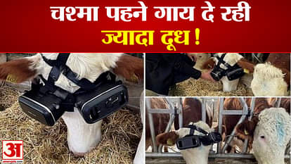 turkish farmer virtual reality glasses cow increase milk production