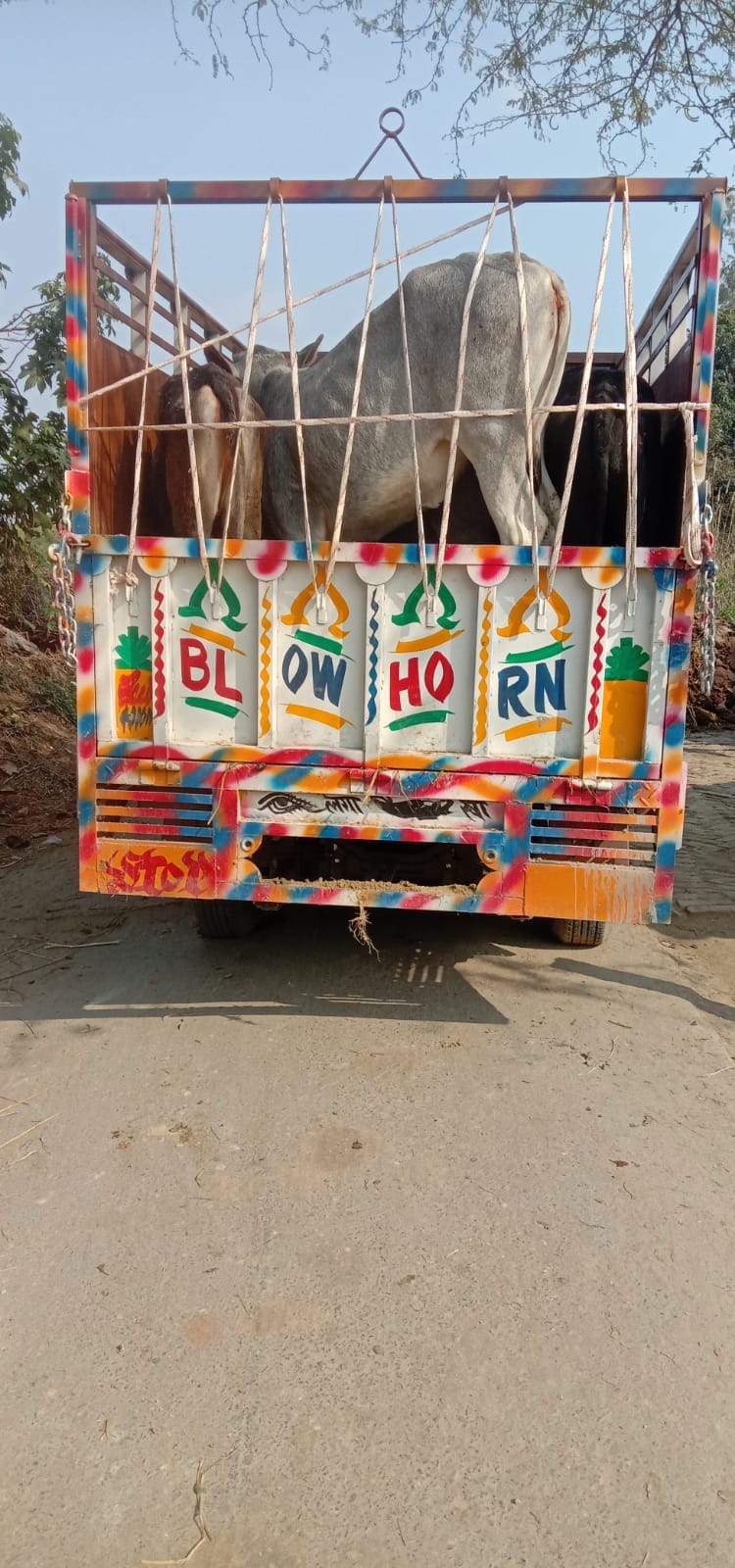 stray cattle sent to goshala
