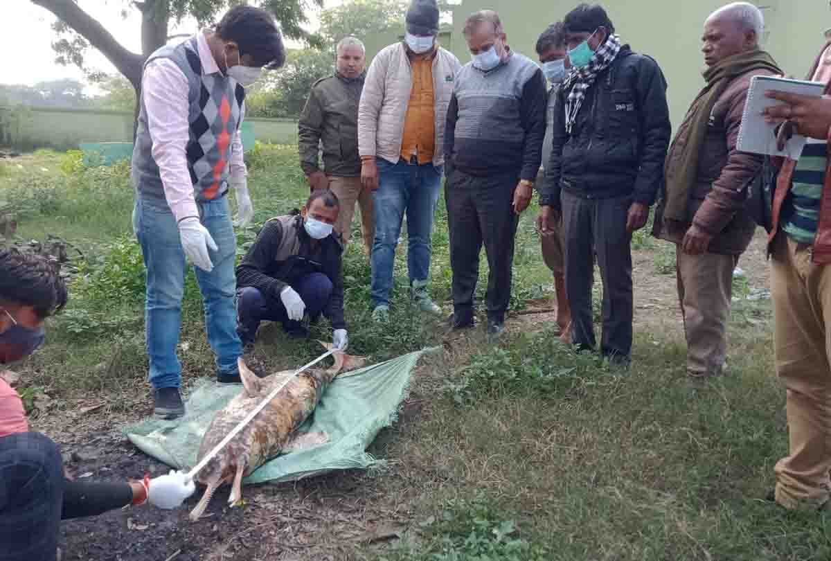 Etawah: Dead body of male dolphin found