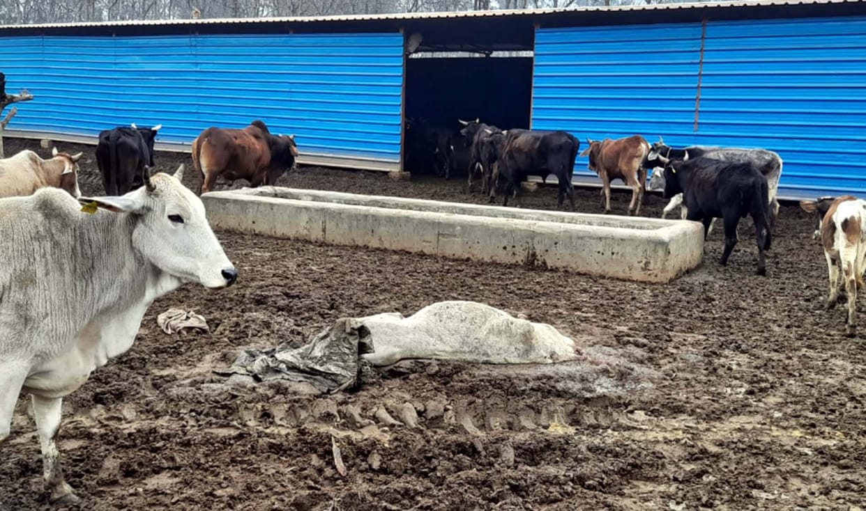 disorder in cow shelter, two died