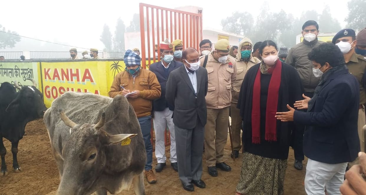 Nodal officer angry seeing cows eating dry straw