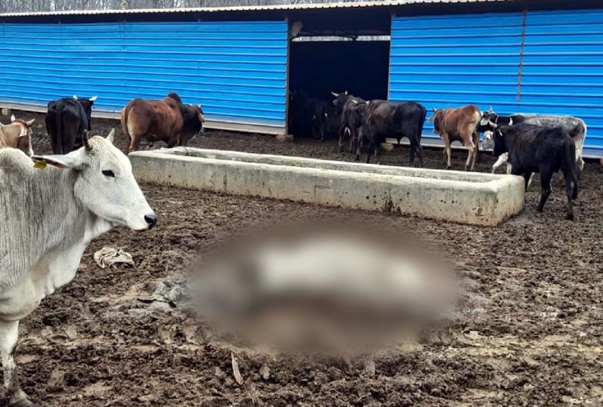 Two cows die due to cold in cowshed in kasganj