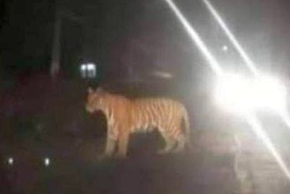 4 injured in wild animal attack