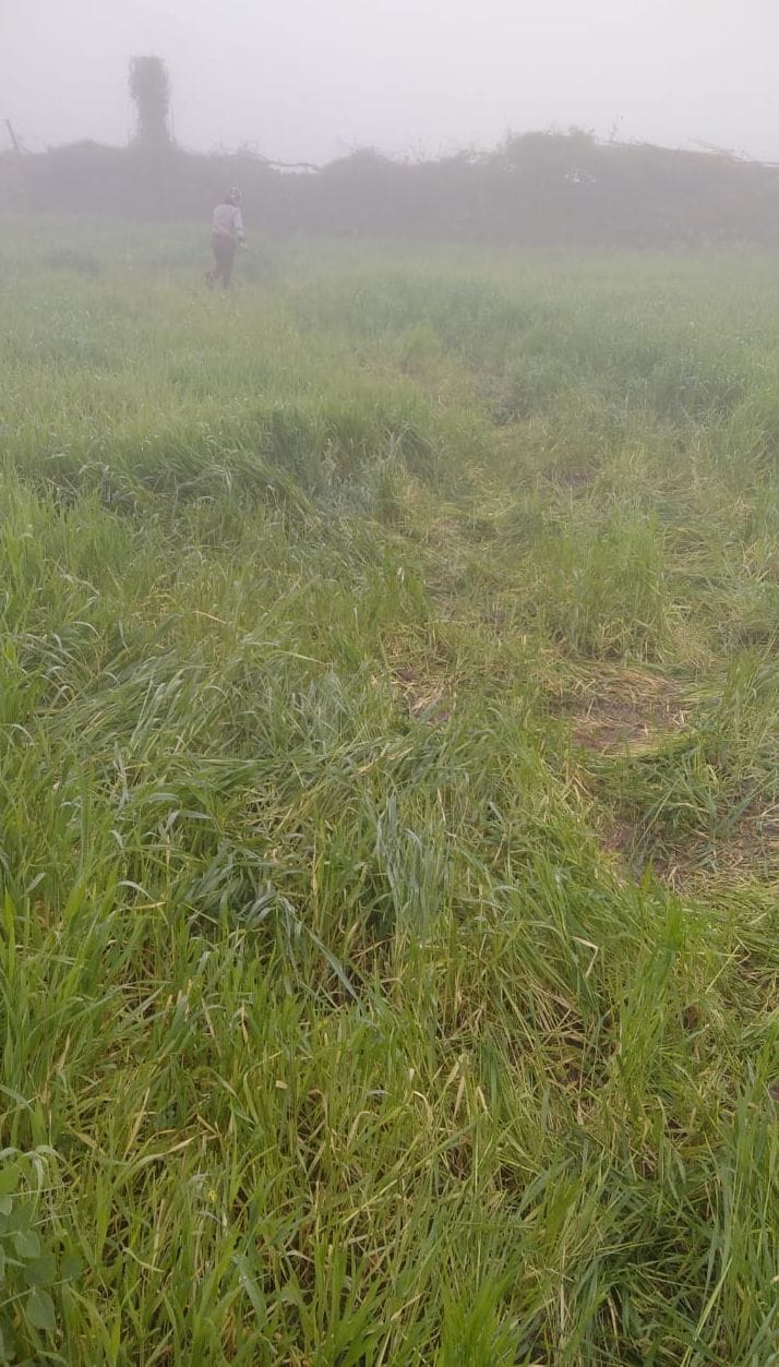 Elephant trampled wheat crop in Shivpur ward