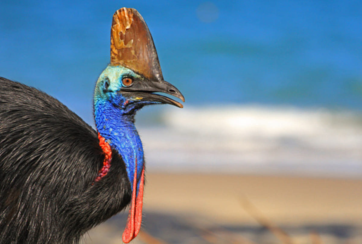 most dangerous bird in the world Cassowary know mysterious facts about this bird in Hindi