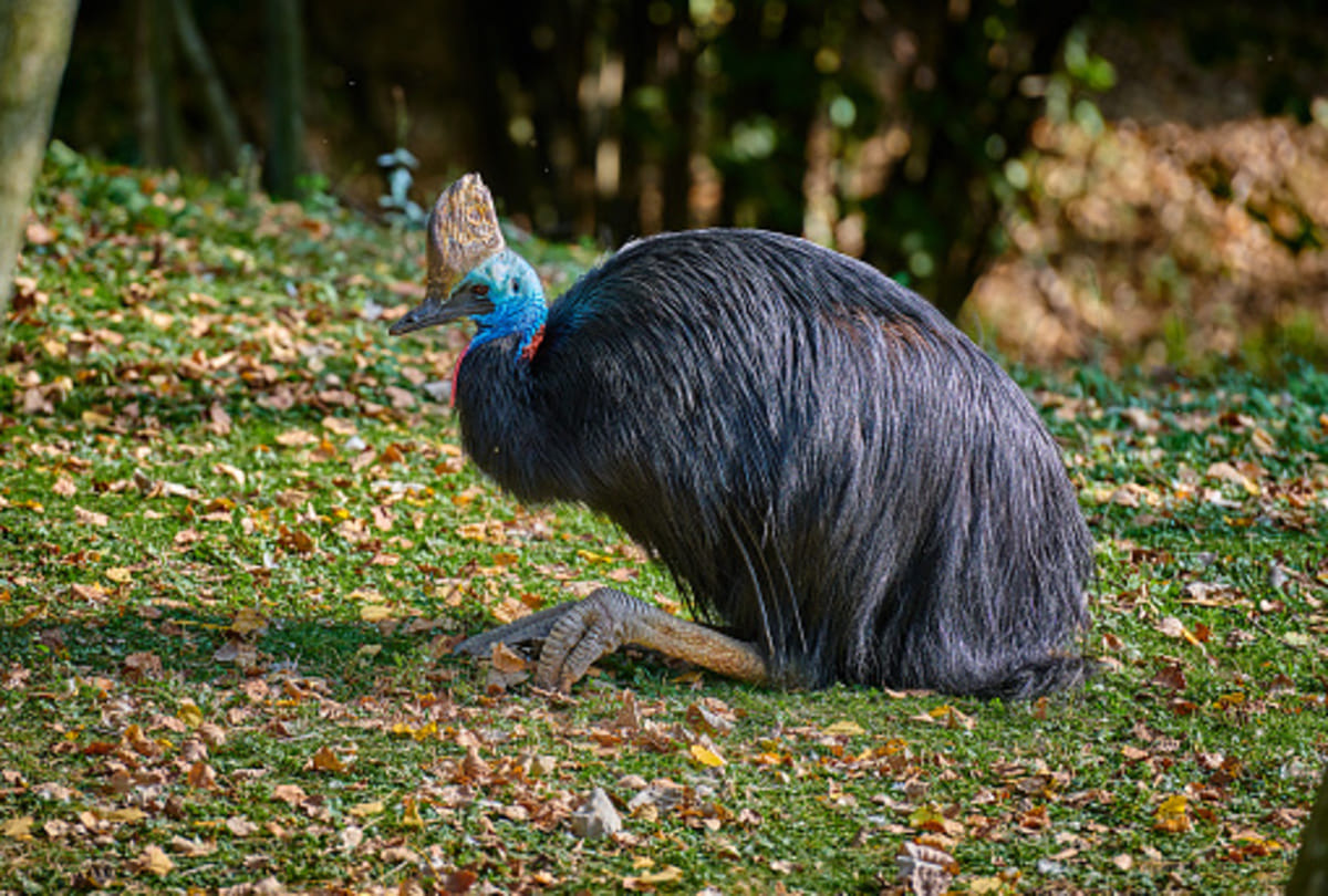 most dangerous bird in the world Cassowary know mysterious facts about this bird in Hindi