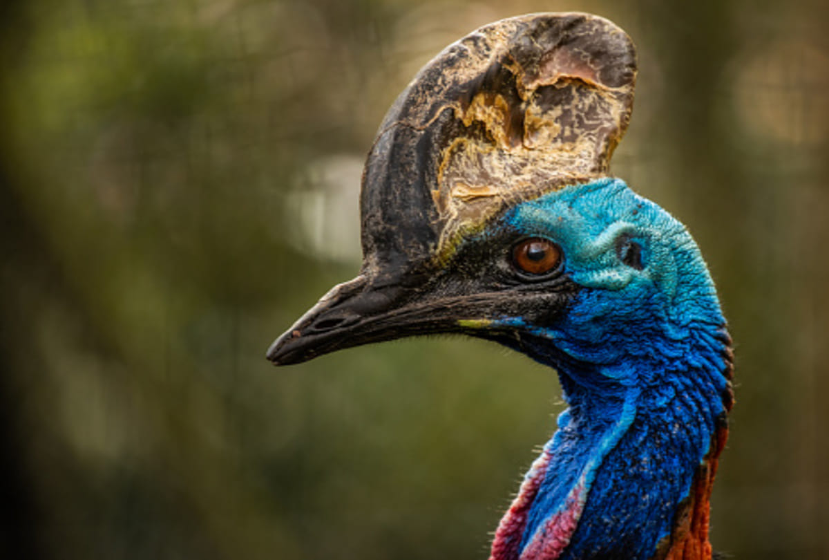 most dangerous bird in the world Cassowary know mysterious facts about this bird in Hindi