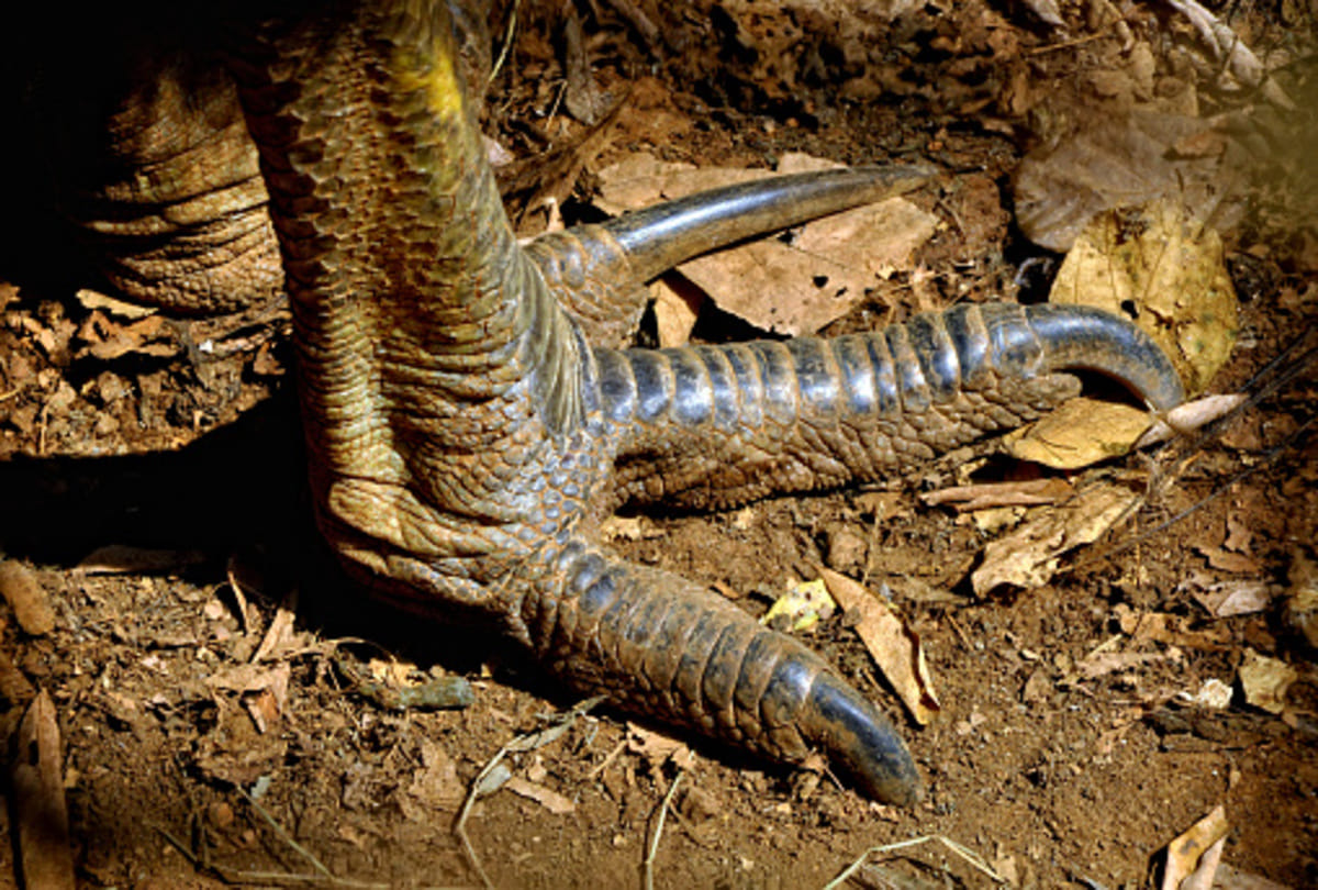 most dangerous bird in the world Cassowary know mysterious facts about this bird in Hindi