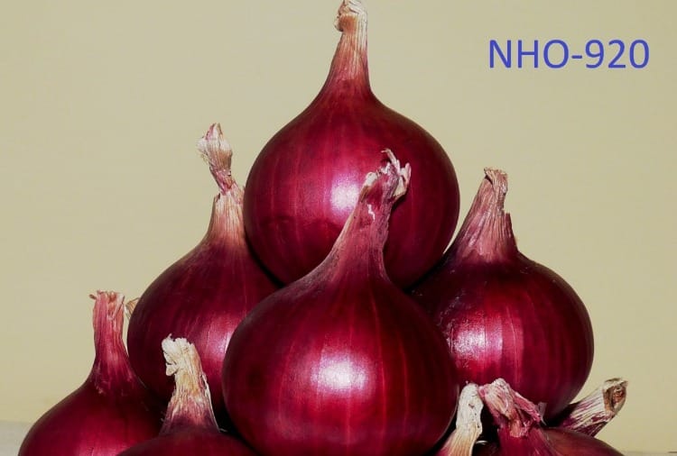 National Horticulture Research and Development Establishment developed a new variety of onion