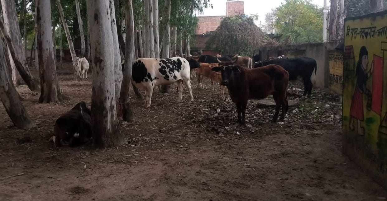 Farmers drove 70 anna cows and left them in the block premises