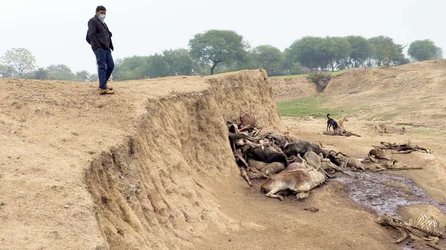 A dozen cows died due to cold and hunger in Pipramaf Gaushala