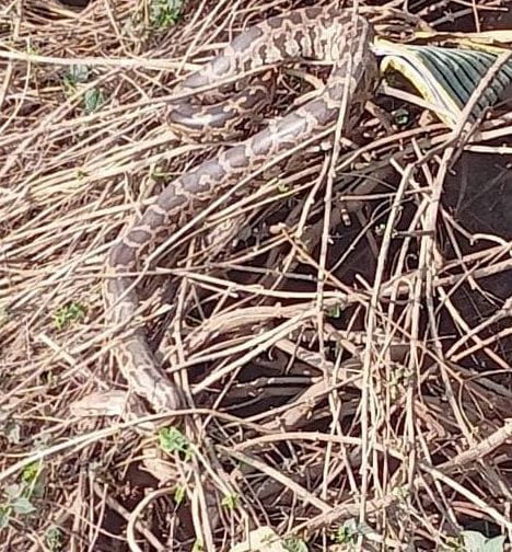 Five pythons came out under the canal bridge, the forest department team could not catch