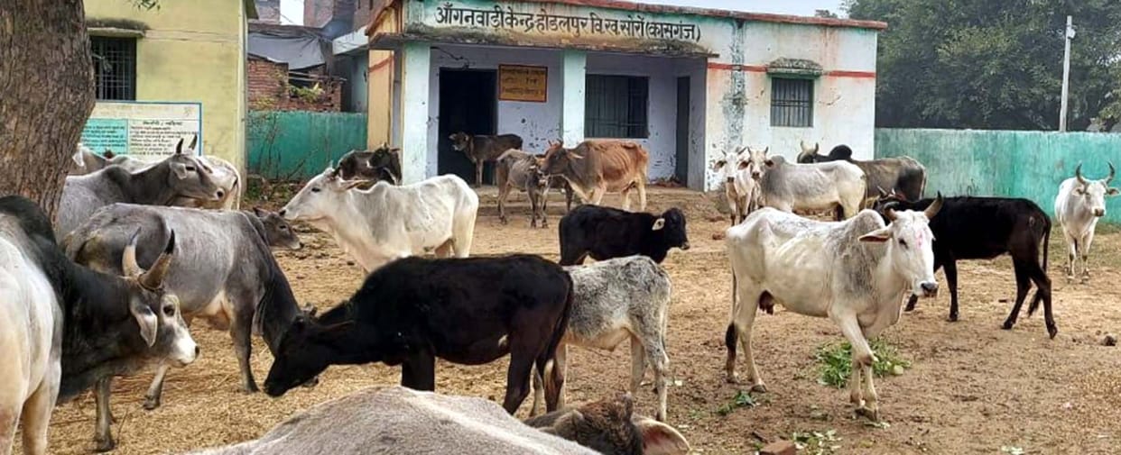 animals locked in anganwadi centre
