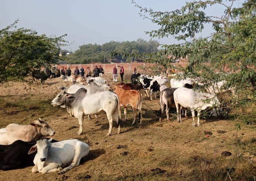 In the villages of the rugged belt, cattle are harvesting crops, farmers' demonstration