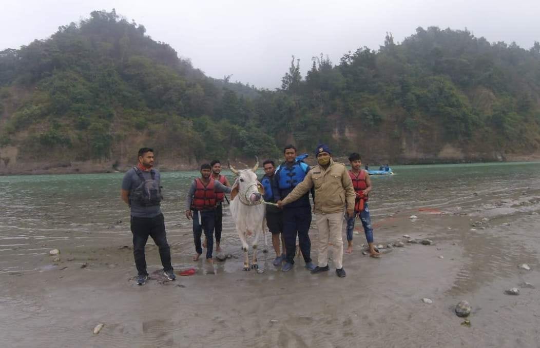 Rescued the cow trapped in the island