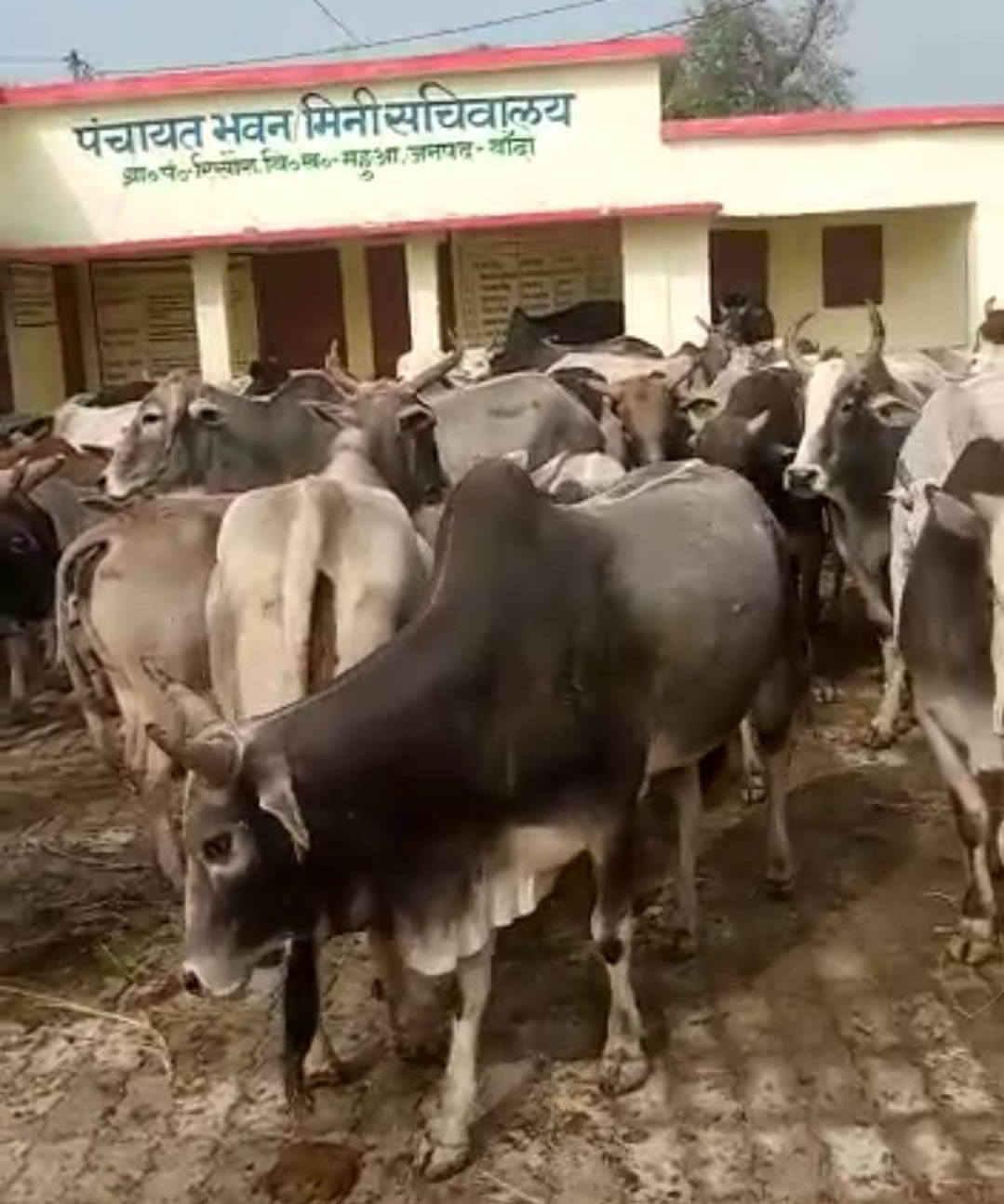 The cows trampled the crop, the farmers were chased and imprisoned in the panchayat building