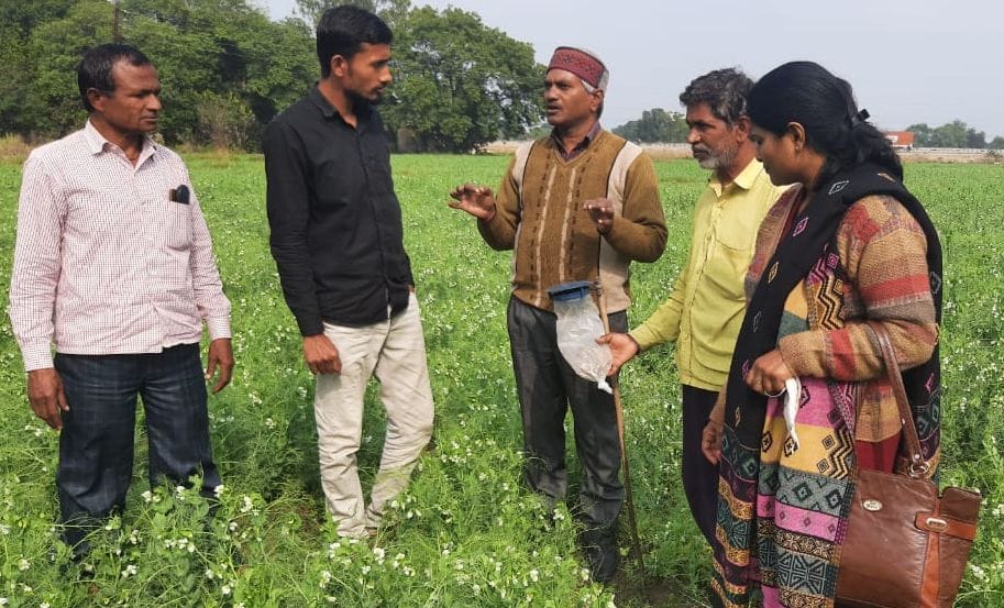fathepur news,Save gram, peas, wheat from army pest
