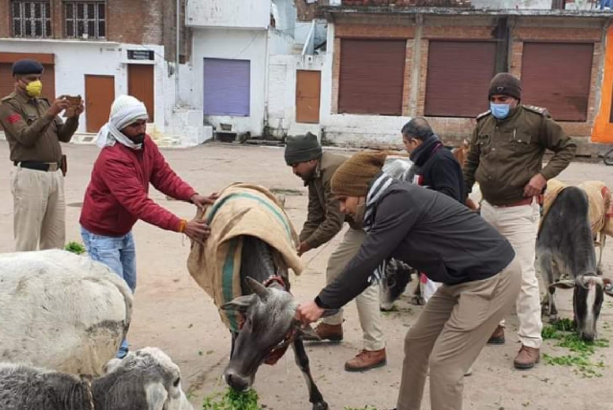 Chhatarpur: Police is trying to save animals from cold, jute sacks are being tied on their bodies