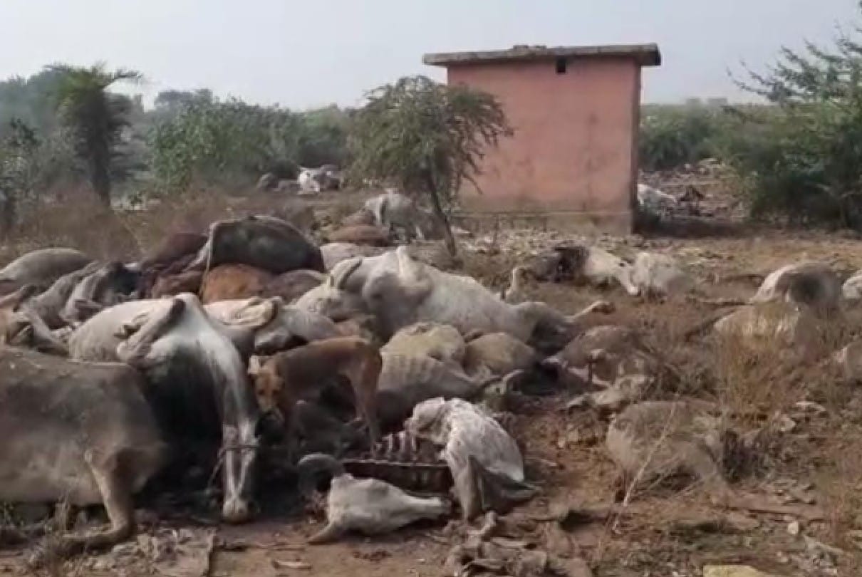 Chhatarpur: Carcasses of cows thrown in garbage dump, dogs were scratching, after Bajrang Dal's objection, the municipality buried