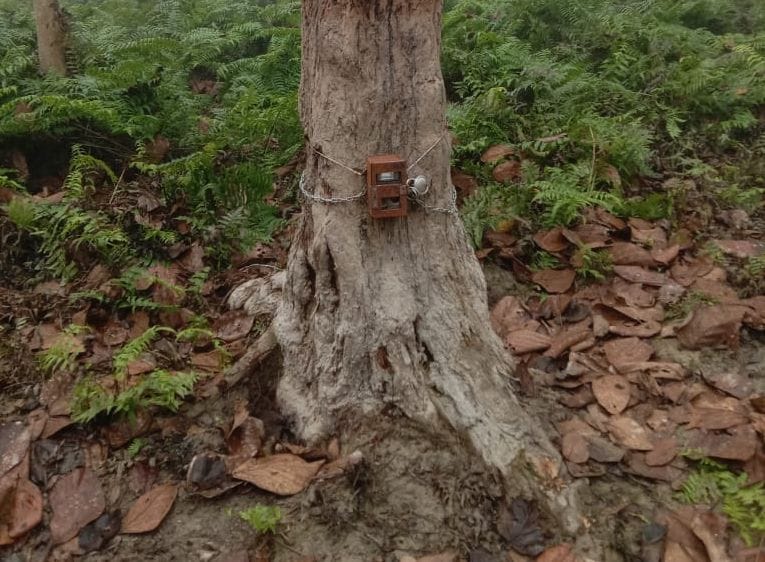 Camera built in jungle