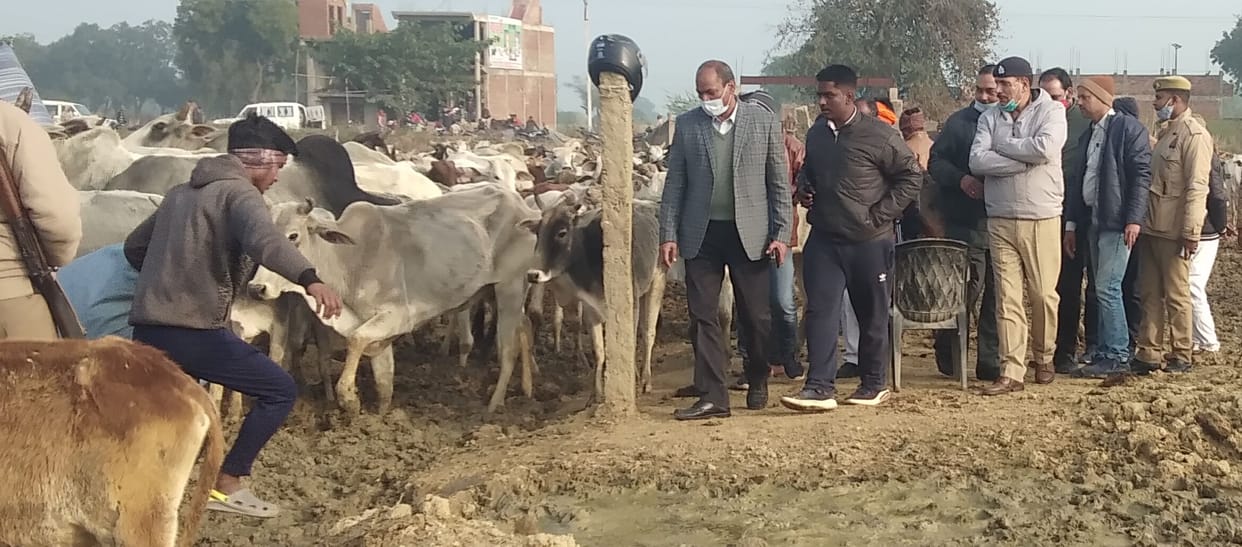 fathepur news,VHP accused of burying cows alive
