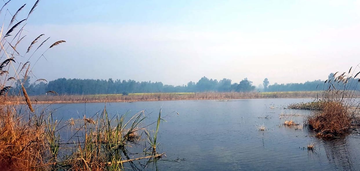 no migrant birds come to dariyavganj  lake
